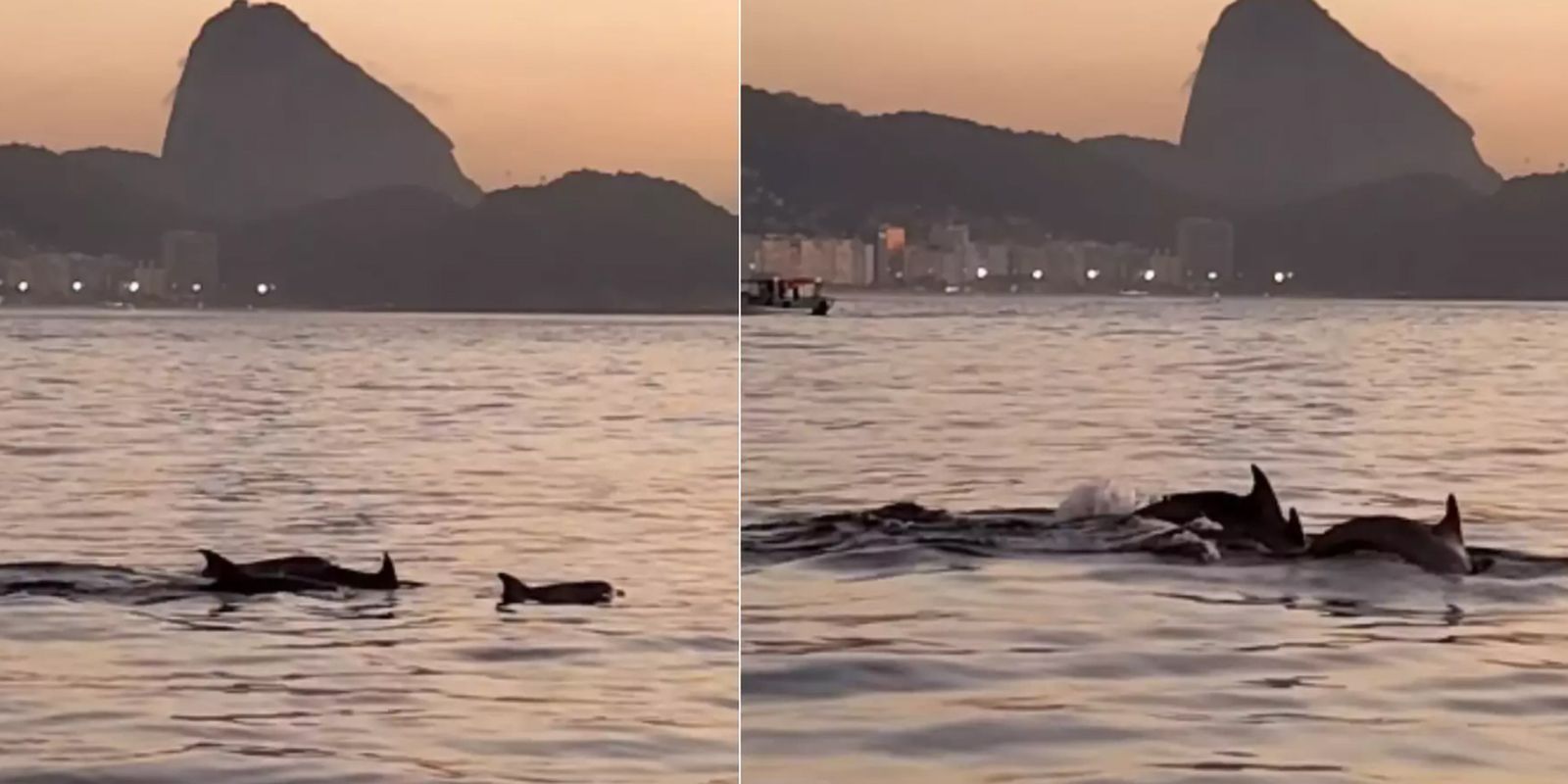 Golfinhos encantam banhistas no Rio e indicam boas condições de praia