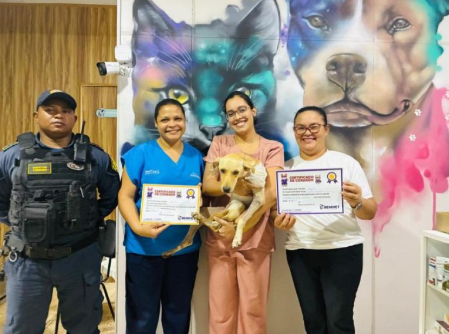 Cão 'charuto' resgatado após maus-tratos recebe alta e busca no lar