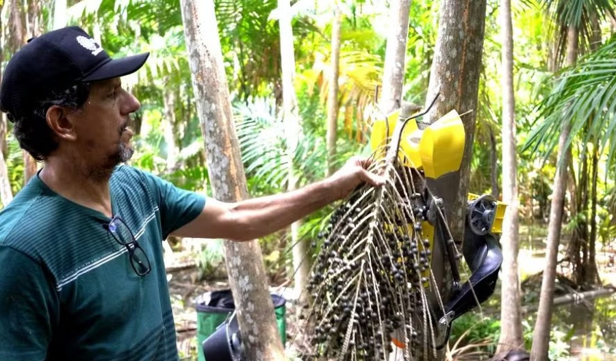 Robô colhedor de açaí quadruplica renda de comunidades ribeirinhas na Amazônia