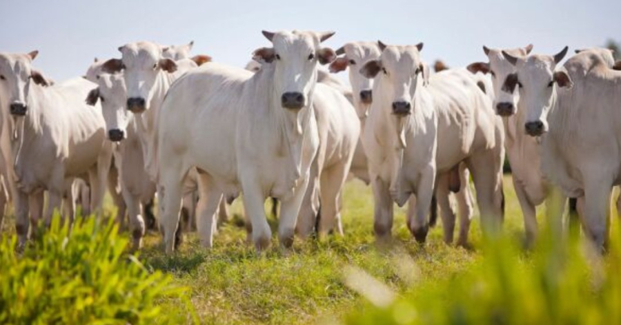 Banco da Amazônia impulsiona pecuária paraense com crédito focado em sustentabilidade e bem-estar animal