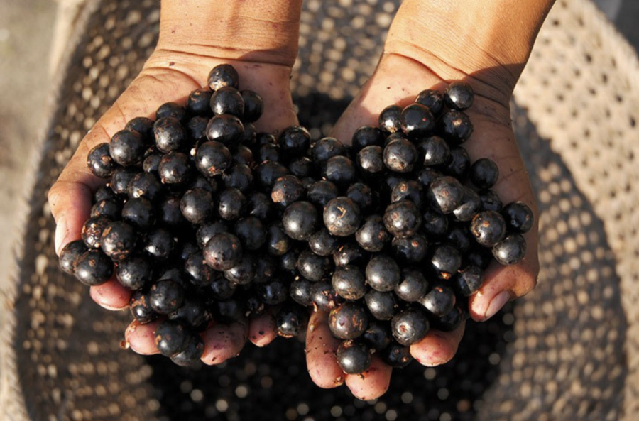 Senado aprova projeto de lei que regulamenta a profissão de manipulador artesanal de açaí