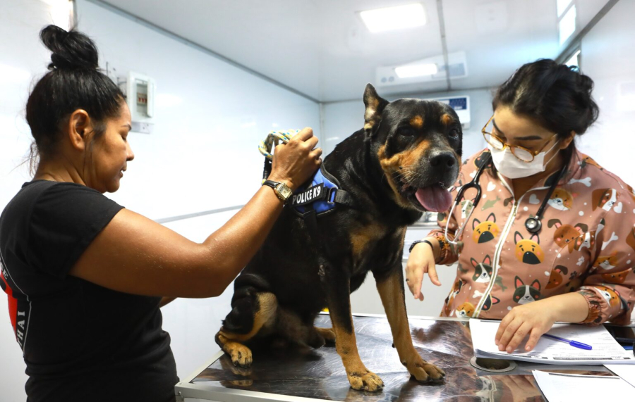 Belém Animal Itinerante oferece consultas e castração gratuitas durante 15 dias em Icoaraci