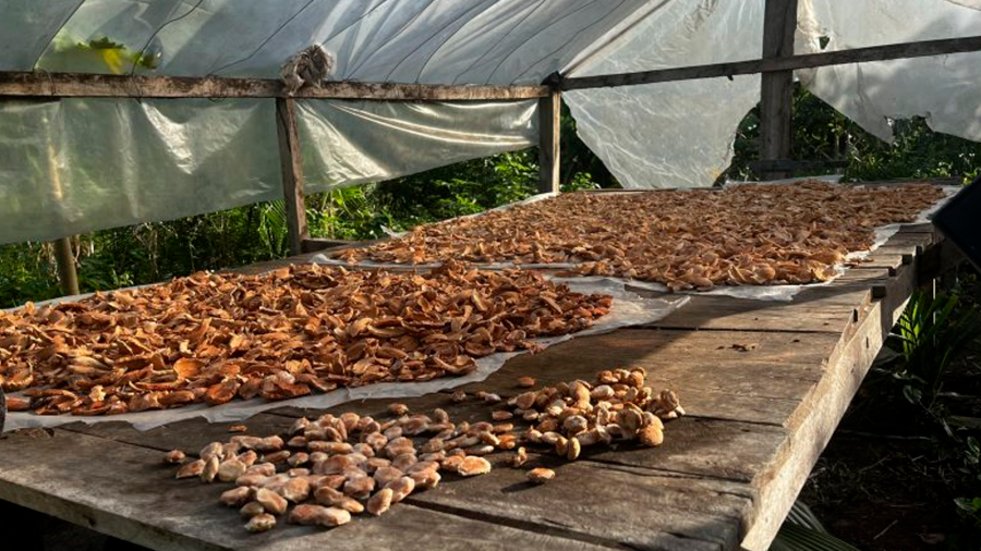Pesquisa com participação do Pará transforma resíduo do babaçu em proteína para abrir nova frente de renda para comunidades amazônicas