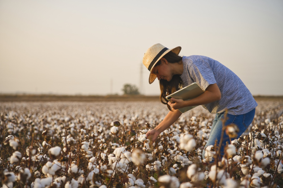Plano Safra: Associados do Sicredi terão R$ 72,1 bilhões disponíveis para apoiar culturas agrícolas e pecuária em 2026/2027 