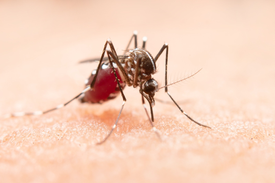 Verão amazônico e os riscos de doenças tropicais no Pará: infectologistas alertam para sinais precoces 