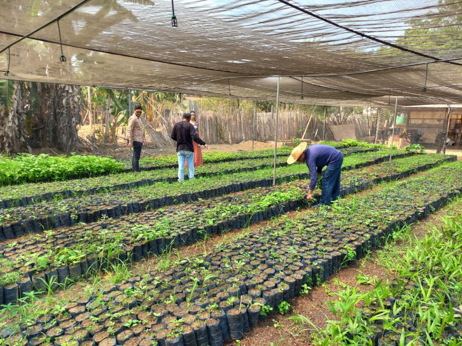 Programas de apoio à agricultura familiar ajudam comunidades no interior do Pará a superar a pobreza