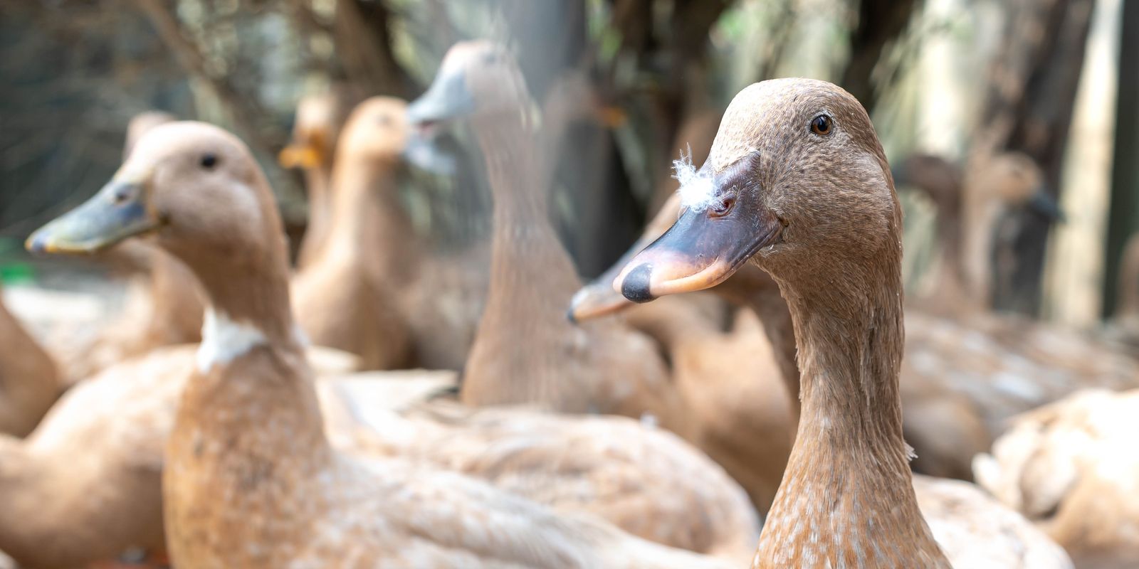 País veta produtos por alimentação forçada de animais, como foie gras